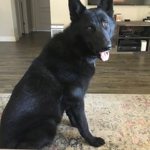 Fundraising Page: Susan Hardman